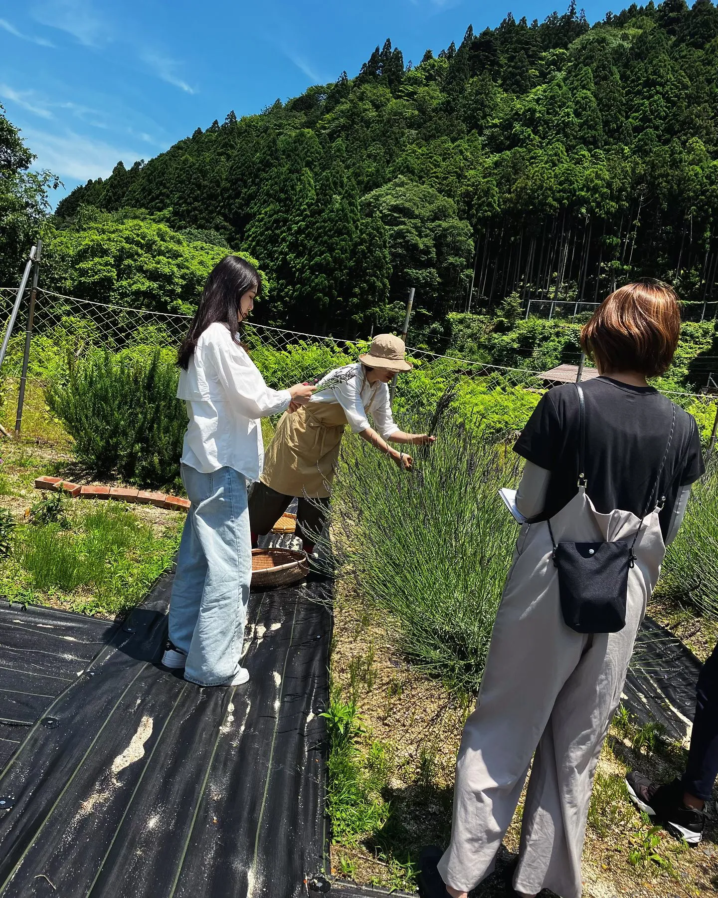 葛川和精油蒸留所プロジェクト