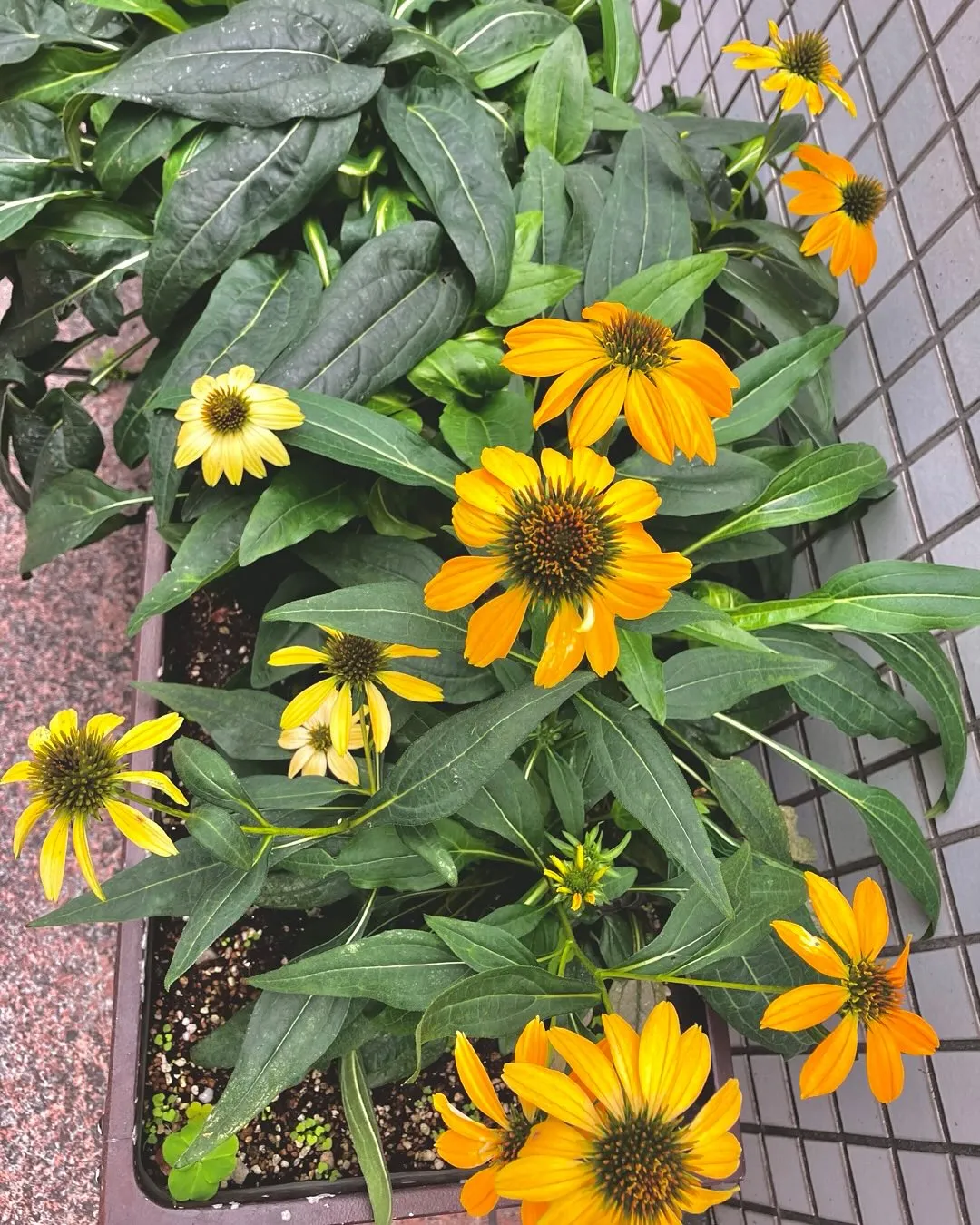 久しぶりに母校へ