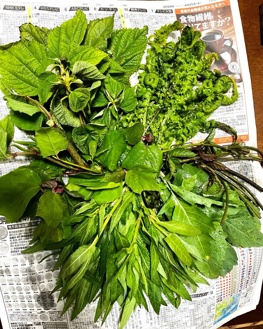 少し遅いけど山菜の季節🌿✨