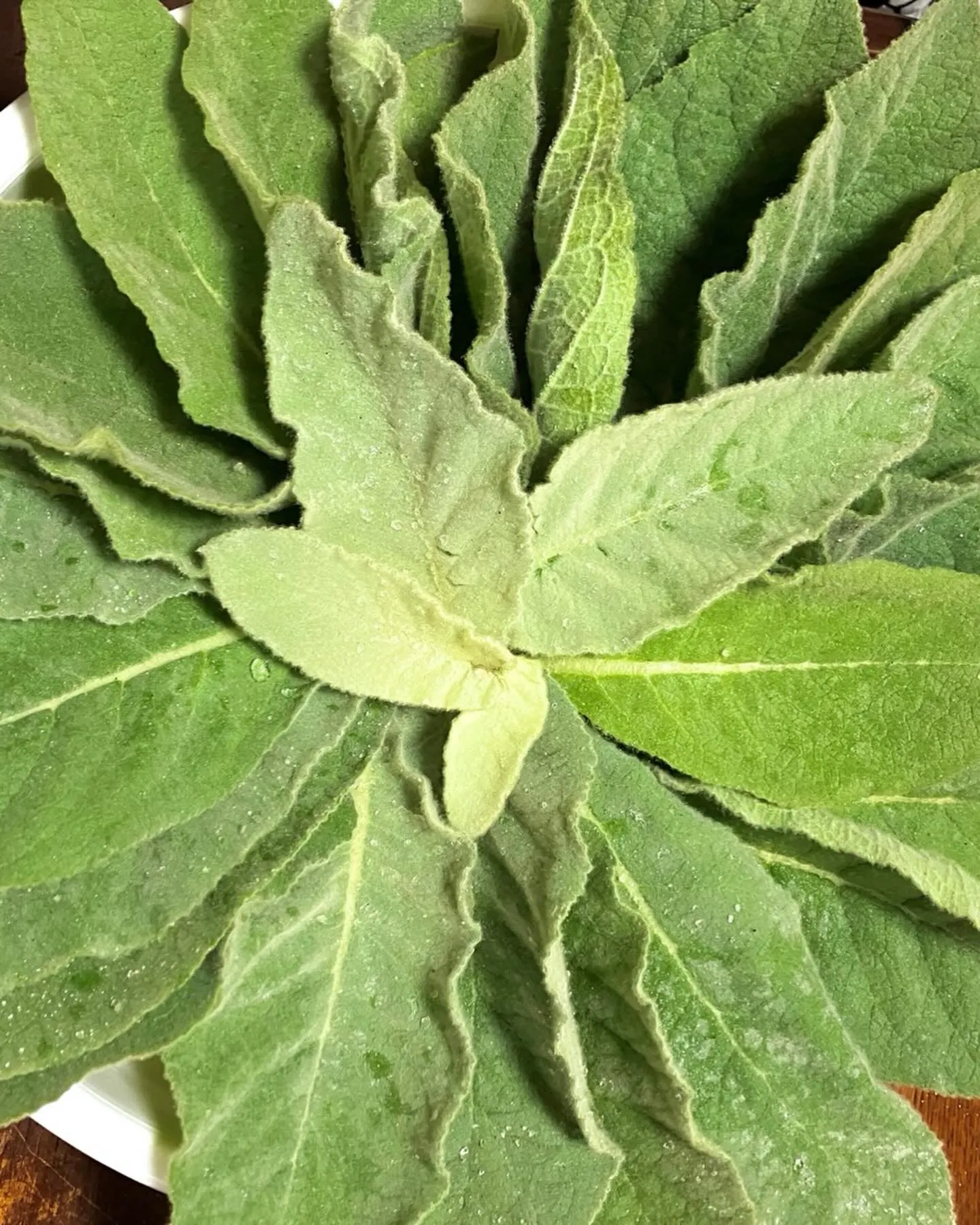 少し遅いけど山菜の季節🌿✨