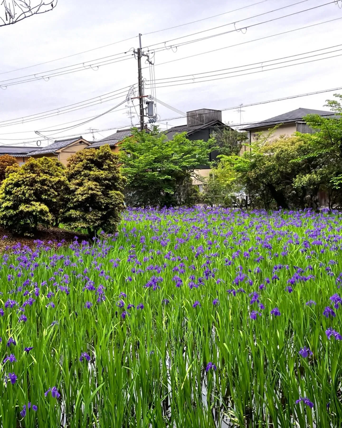 大田神社のカキツバタの沢