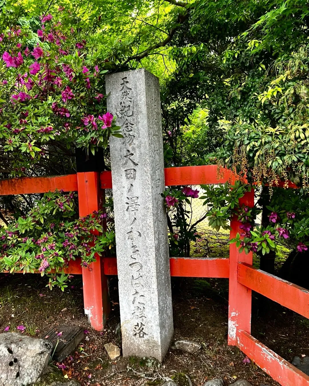 大田神社のカキツバタの沢