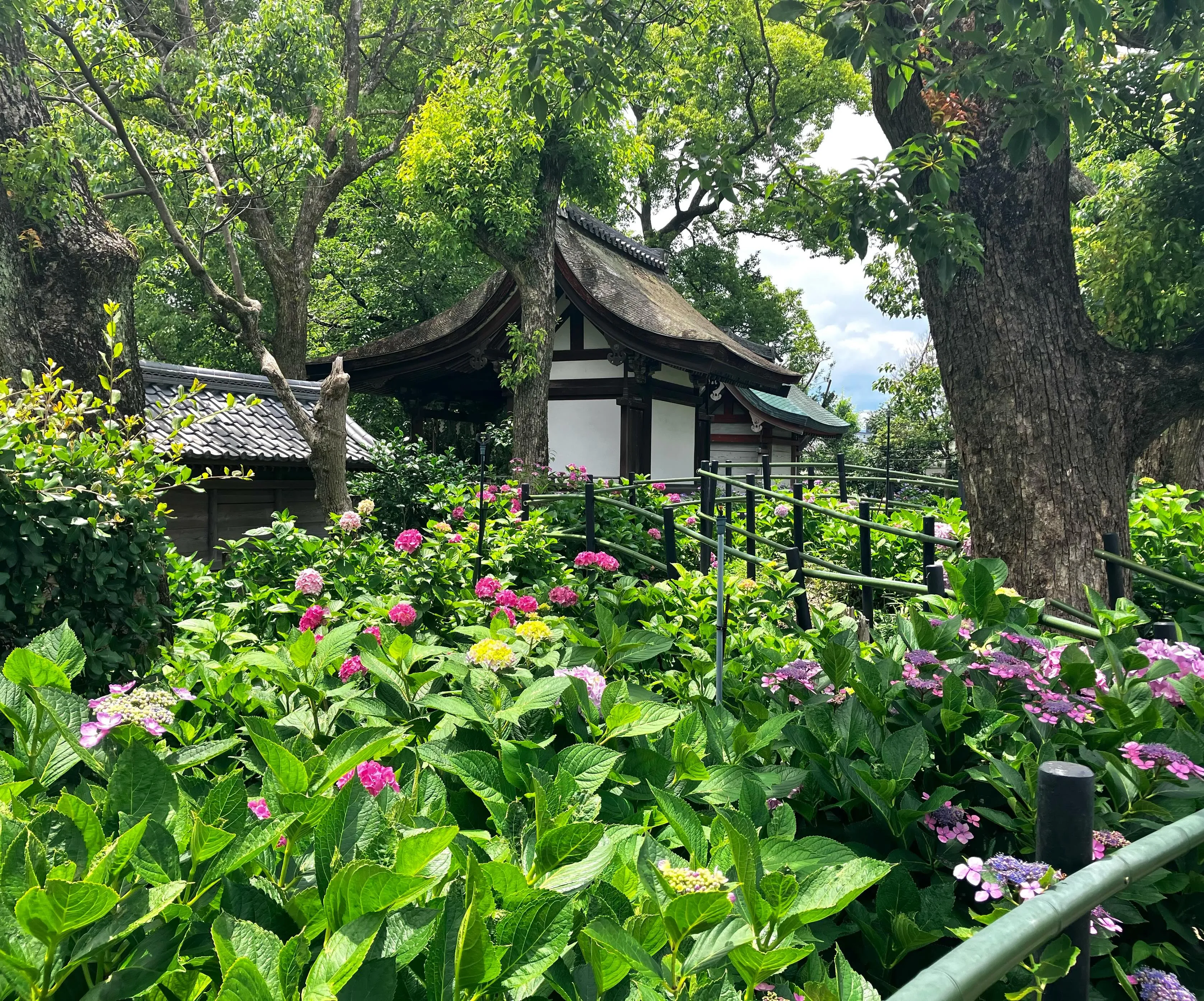 藤森神社のあじさい苑