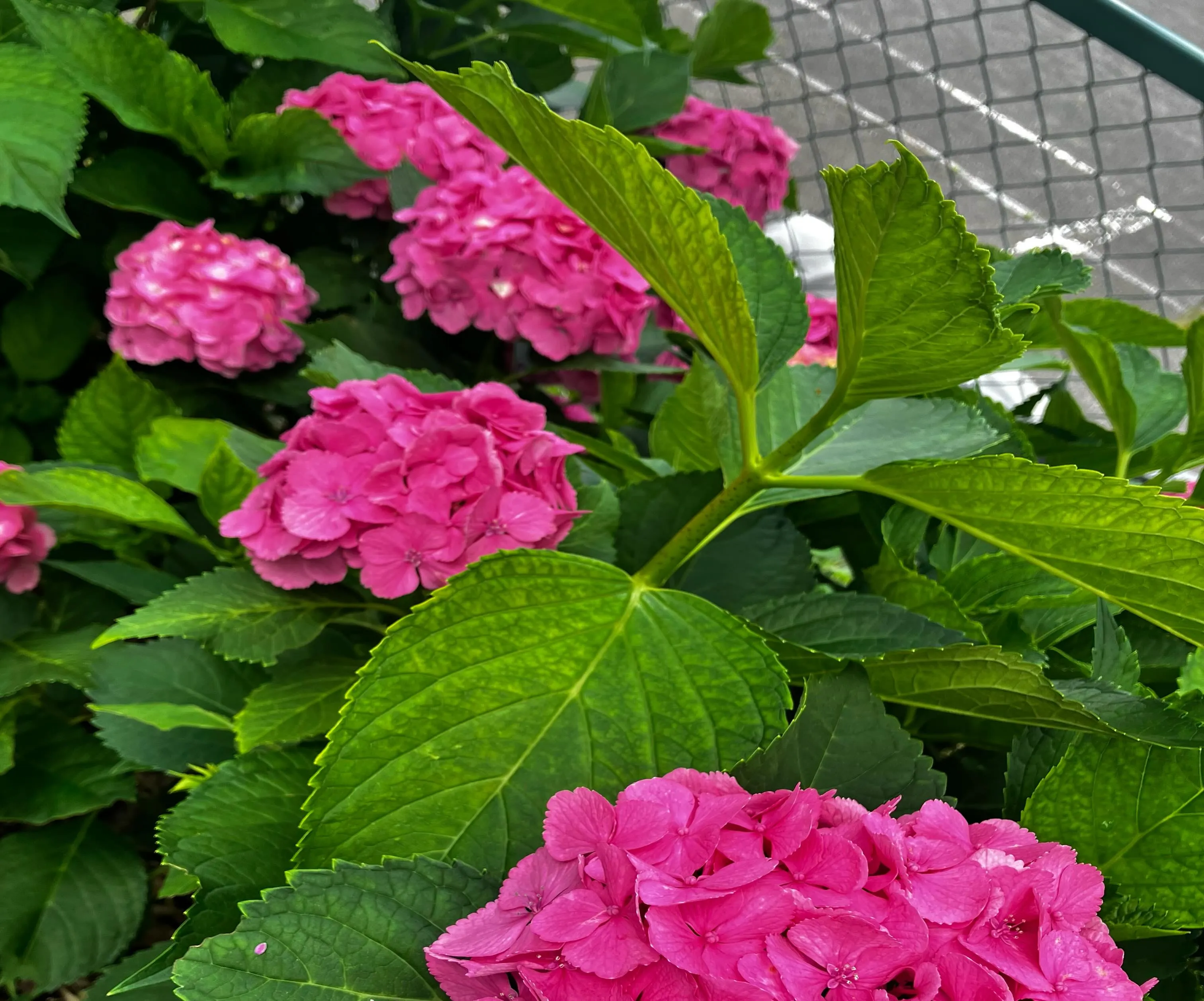 藤森神社のあじさい苑