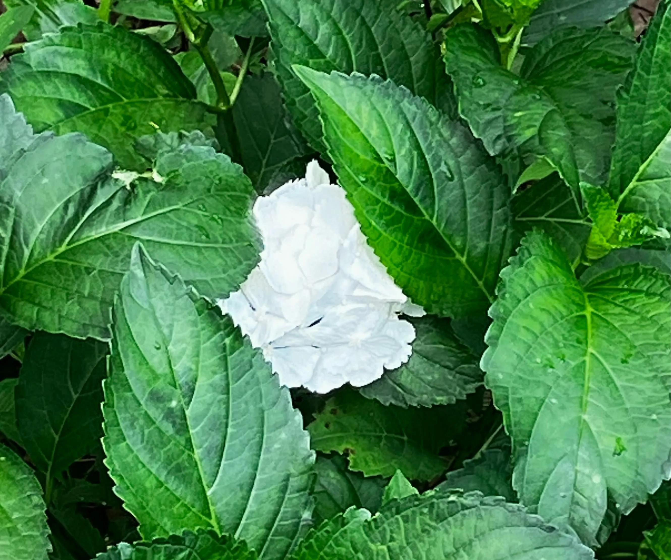 藤森神社のあじさい苑